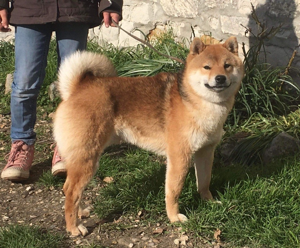 Simba de la source aux diamants