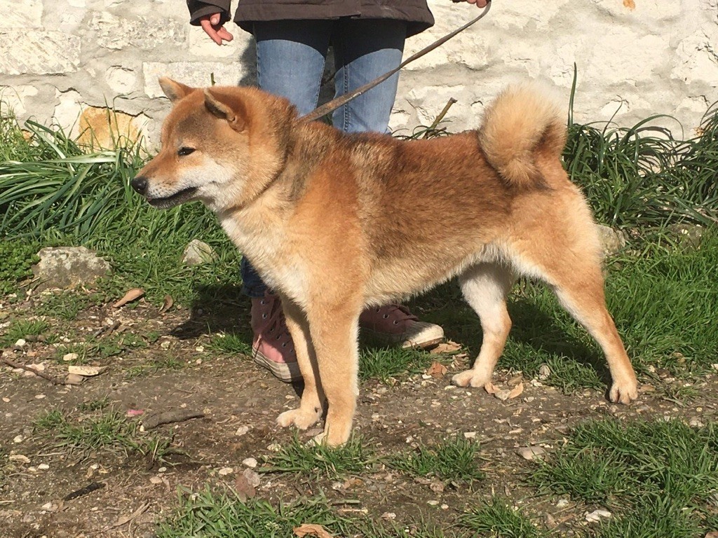 Simba de la source aux diamants