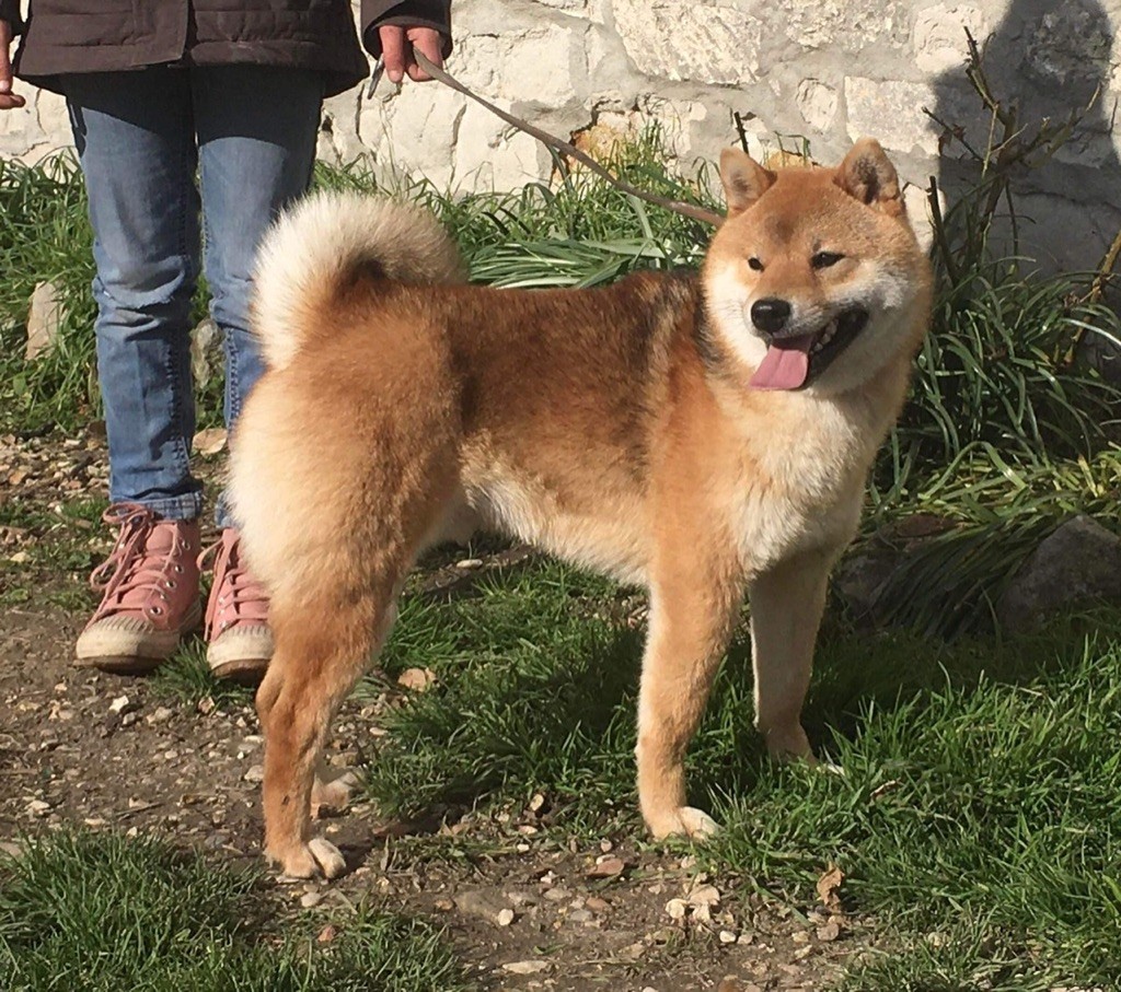 Simba de la source aux diamants