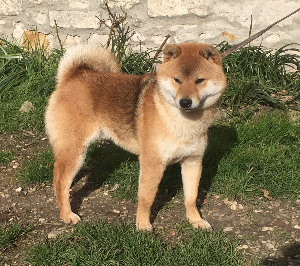 Simba de la source aux diamants