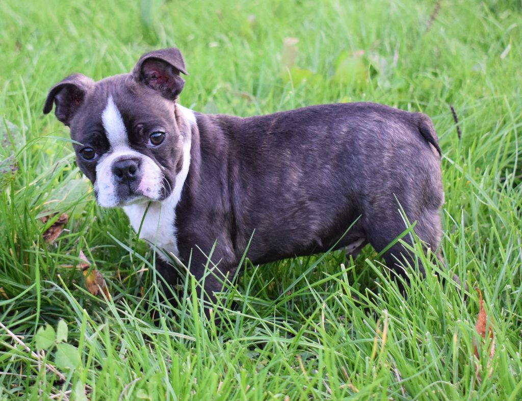 de la source aux diamants - Chiot disponible  - Boston Terrier