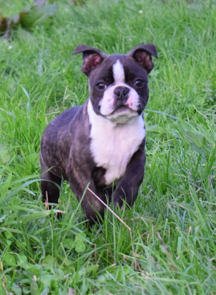 chiot Boston Terrier de la source aux diamants