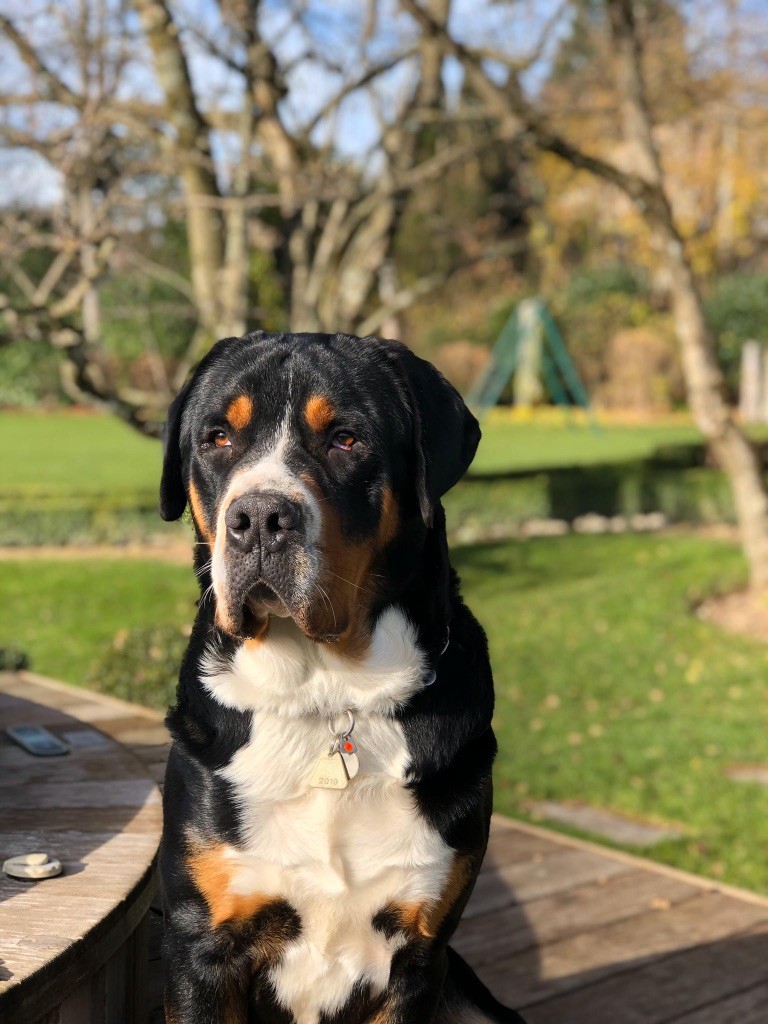 chiot Grand bouvier suisse de la source aux diamants