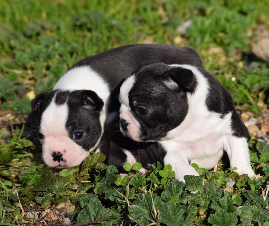 de la source aux diamants - Boston Terrier - Portée née le 02/12/2025