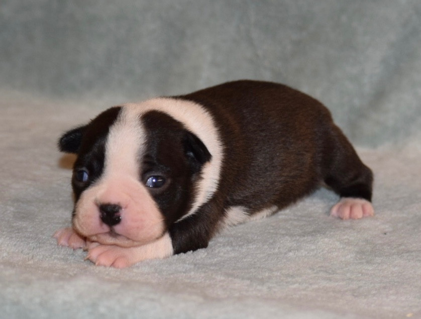 de la source aux diamants - Chiots disponibles - Boston Terrier