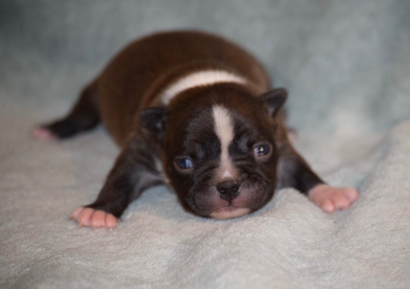 de la source aux diamants - Chiots disponibles - Boston Terrier