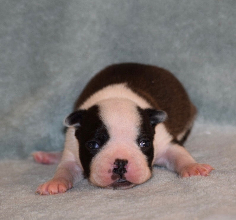 de la source aux diamants - Chiots disponibles - Boston Terrier