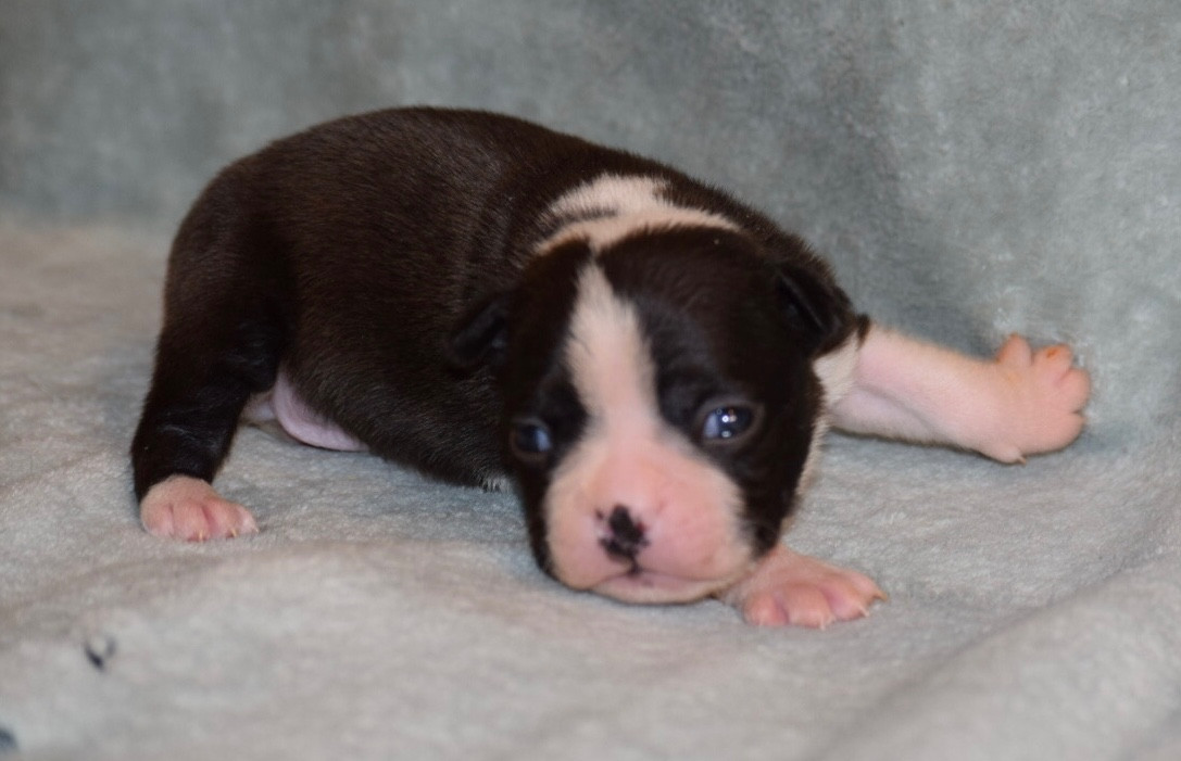 de la source aux diamants - Chiots disponibles - Boston Terrier
