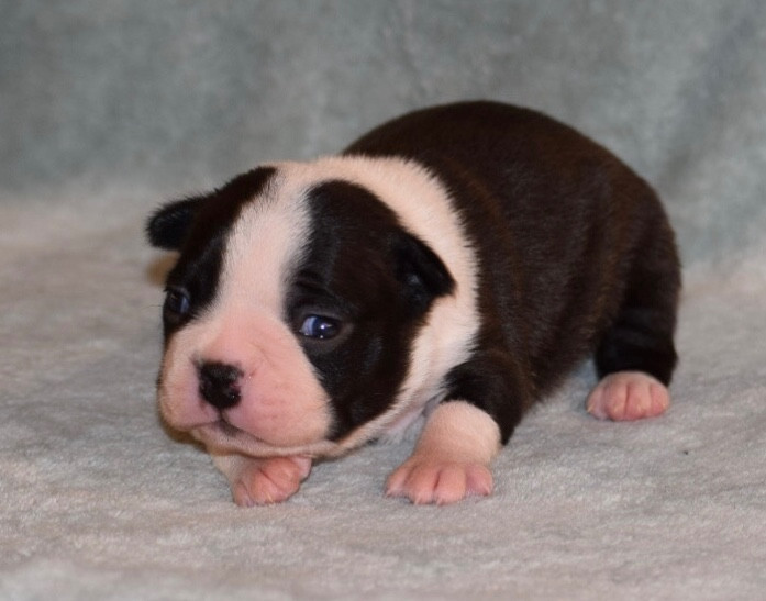 Chiot Boston Terrier de la source aux diamants