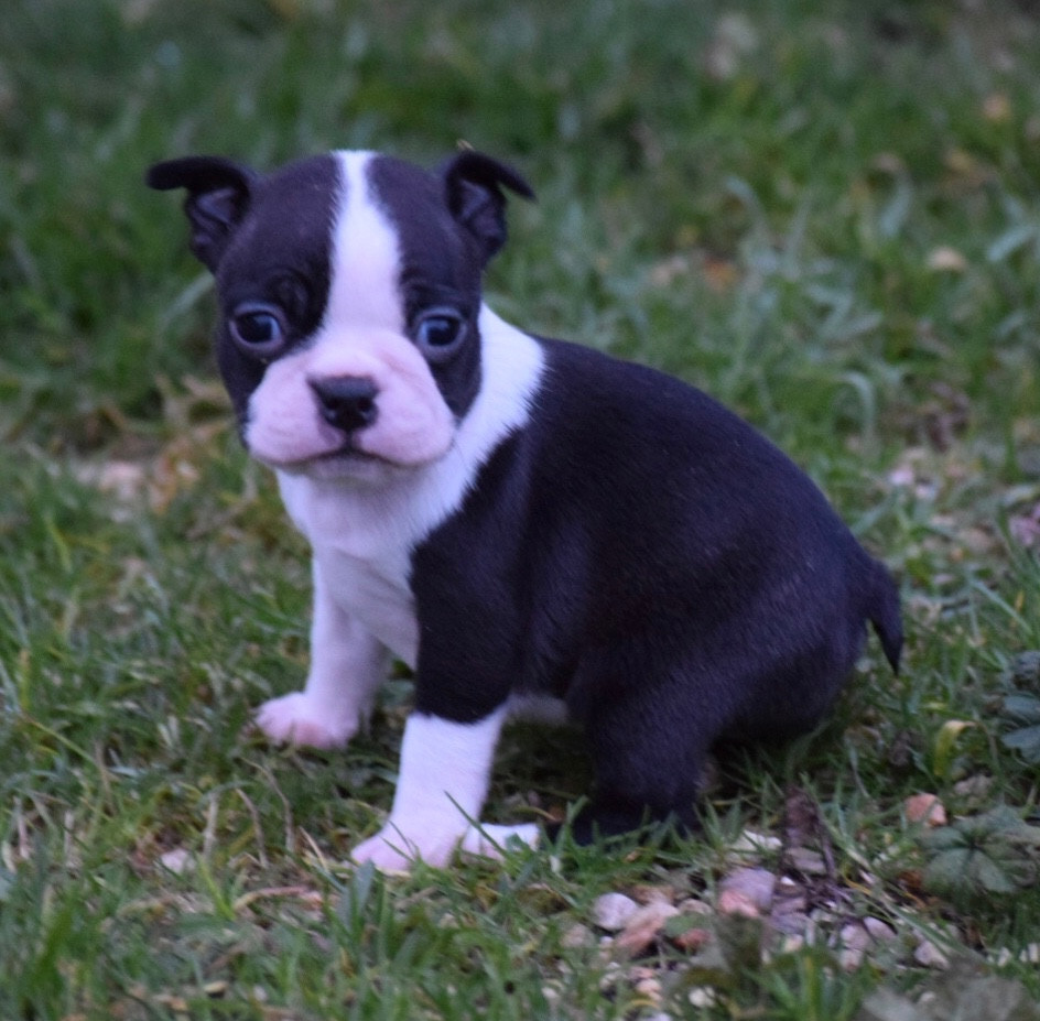 de la source aux diamants - Chiots disponibles - Boston Terrier