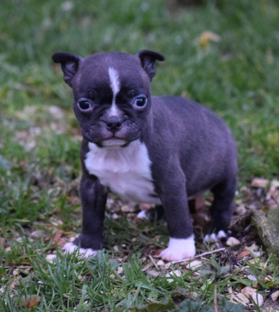 de la source aux diamants - Chiots disponibles - Boston Terrier