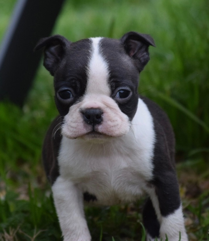 de la source aux diamants - Chiots disponibles - Boston Terrier