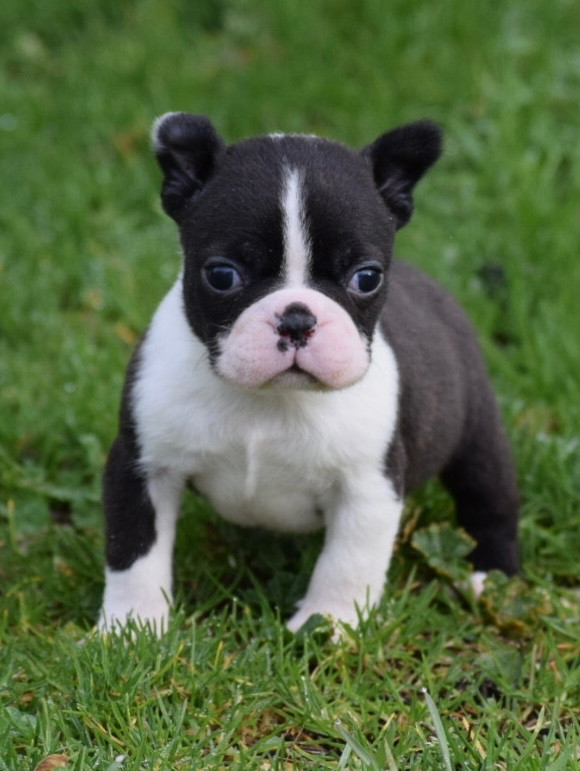 de la source aux diamants - Chiots disponibles - Boston Terrier