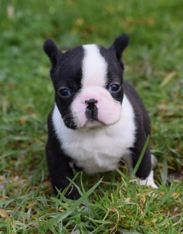 de la source aux diamants - Chiots disponibles - Boston Terrier