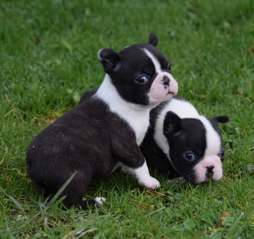 Chiot Boston Terrier de la source aux diamants