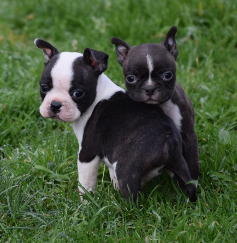 de la source aux diamants - Boston Terrier - Portée née le 25/12/2025