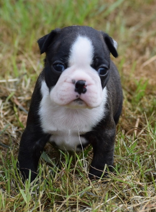de la source aux diamants - Boston Terrier - Portée née le 10/05/2026