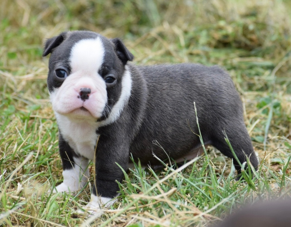 de la source aux diamants - Chiots disponibles - Boston Terrier