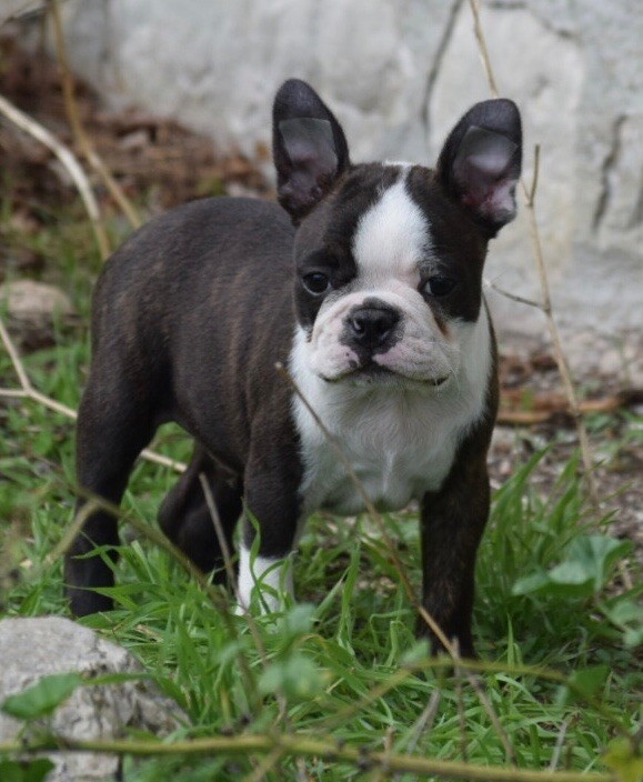 Chiot Boston Terrier de la source aux diamants
