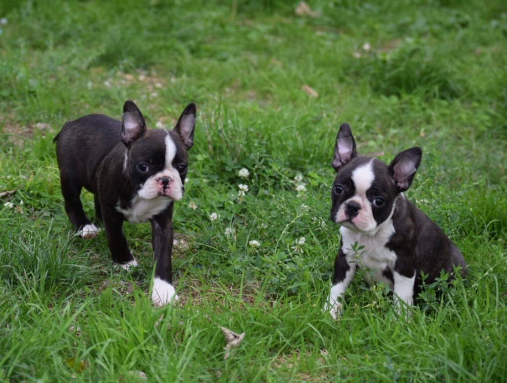 Chiot Boston Terrier de la source aux diamants