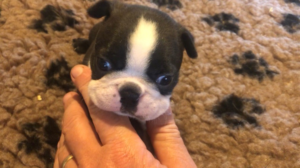 de la source aux diamants - Boston Terrier - Portée née le 22/07/2025