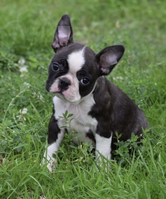 de la source aux diamants - Chiots disponibles - Boston Terrier