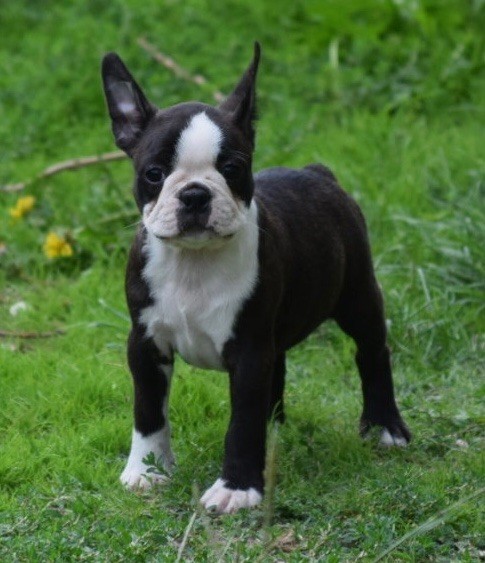 de la source aux diamants - Chiots disponibles - Boston Terrier
