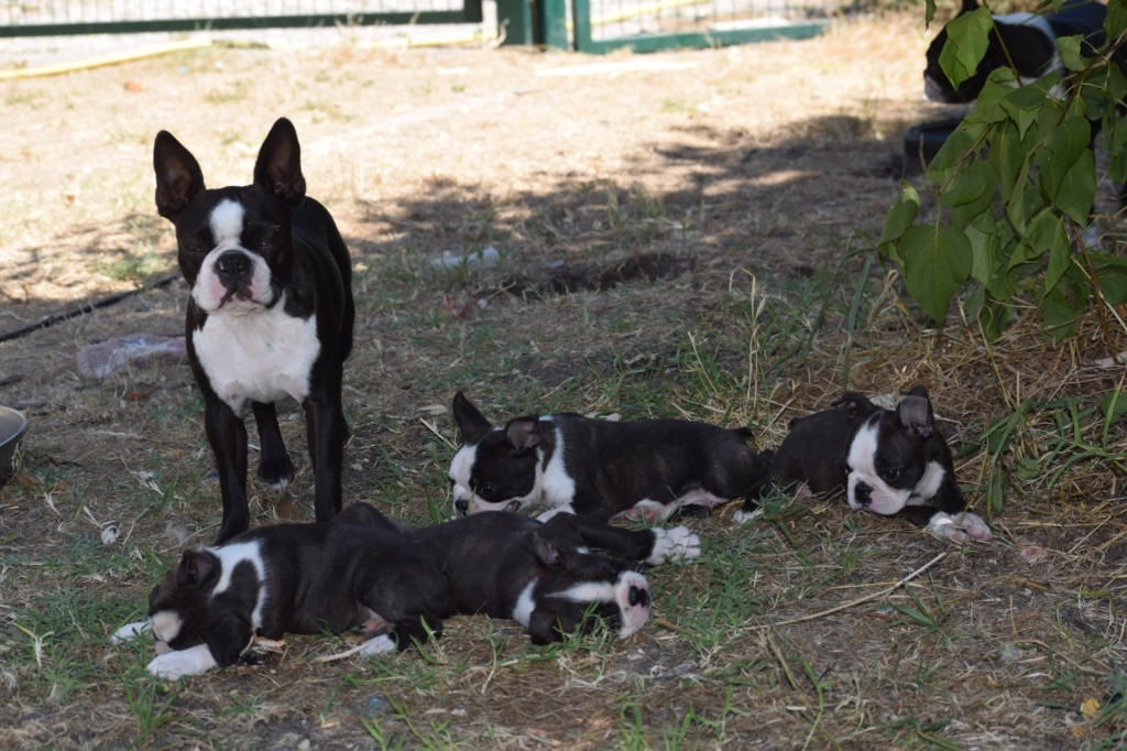 Chiot Boston Terrier de la source aux diamants