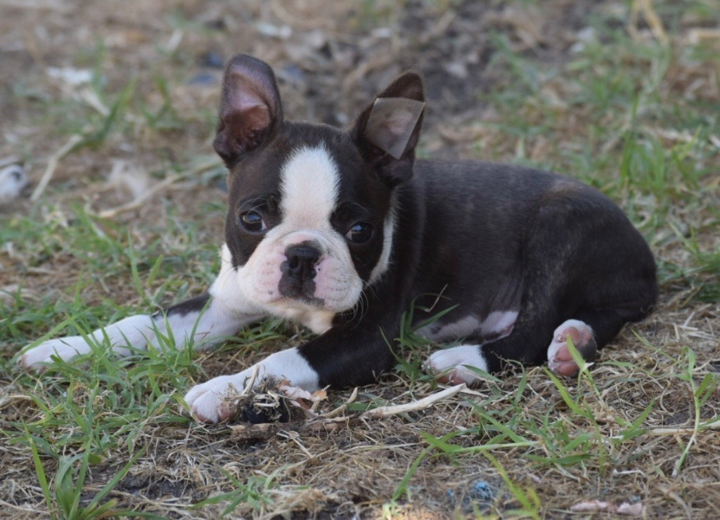 de la source aux diamants - Chiots disponibles - Boston Terrier