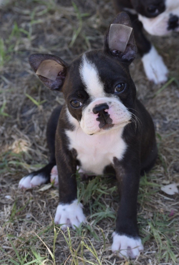 de la source aux diamants - Chiots disponibles - Boston Terrier