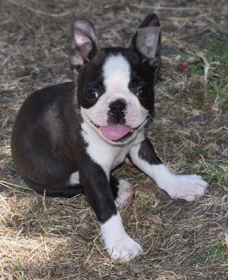 Athos