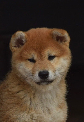 CHIOT 1