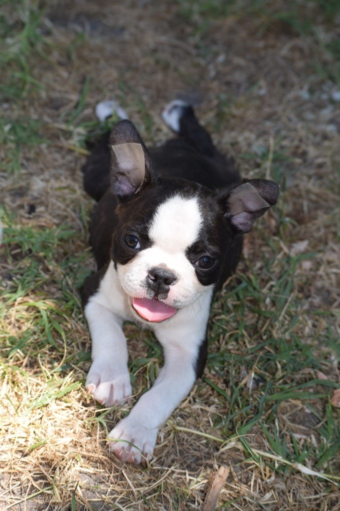 de la source aux diamants - Chiots disponibles - Boston Terrier