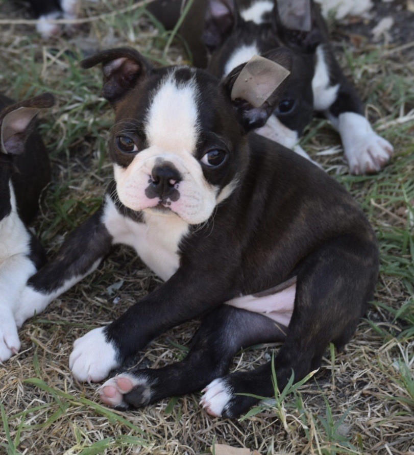 de la source aux diamants - Chiots disponibles - Boston Terrier