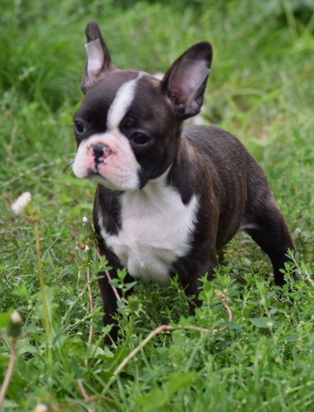 de la source aux diamants - Chiots disponibles - Boston Terrier