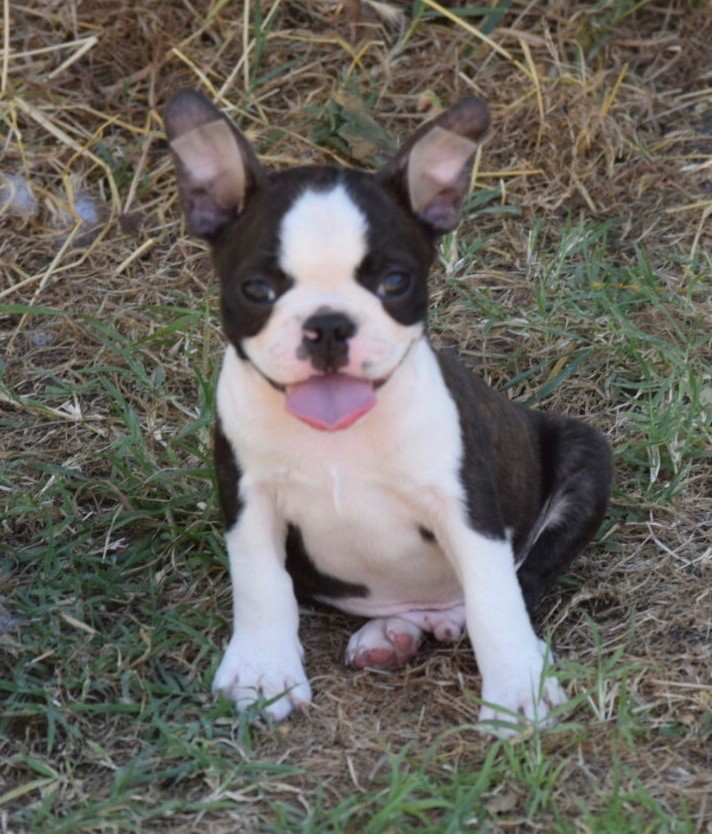 de la source aux diamants - Chiots disponibles - Boston Terrier
