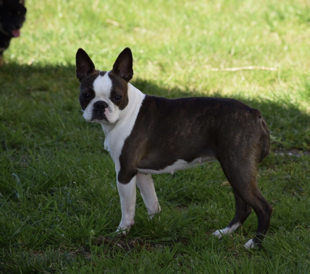 Chiot Boston Terrier de la source aux diamants