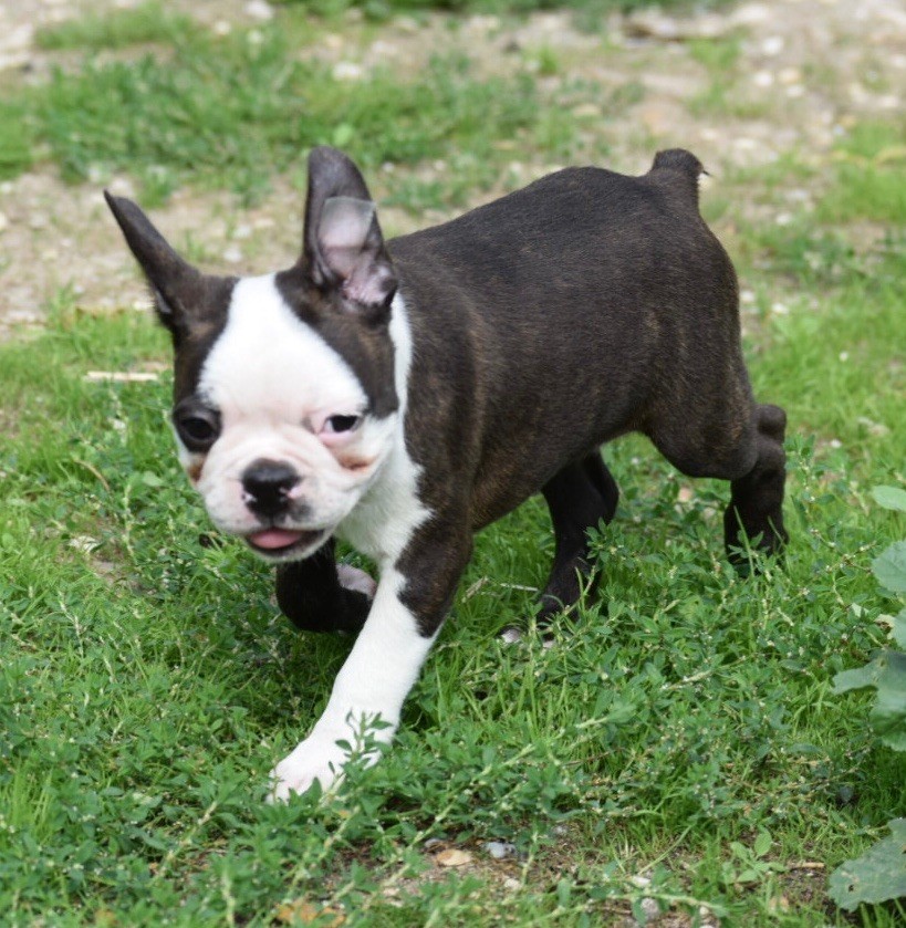 de la source aux diamants - Chiots disponibles - Boston Terrier